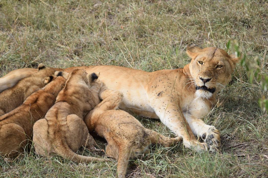 Lions1