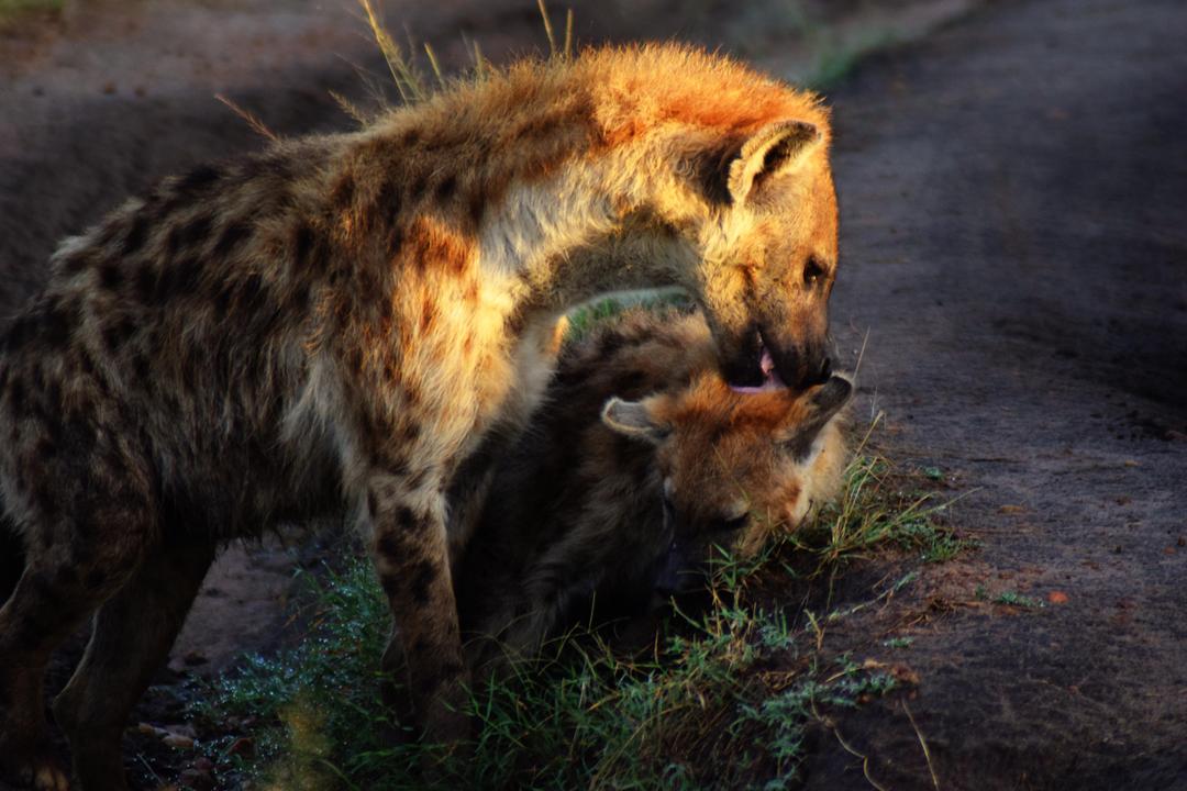 hyena
