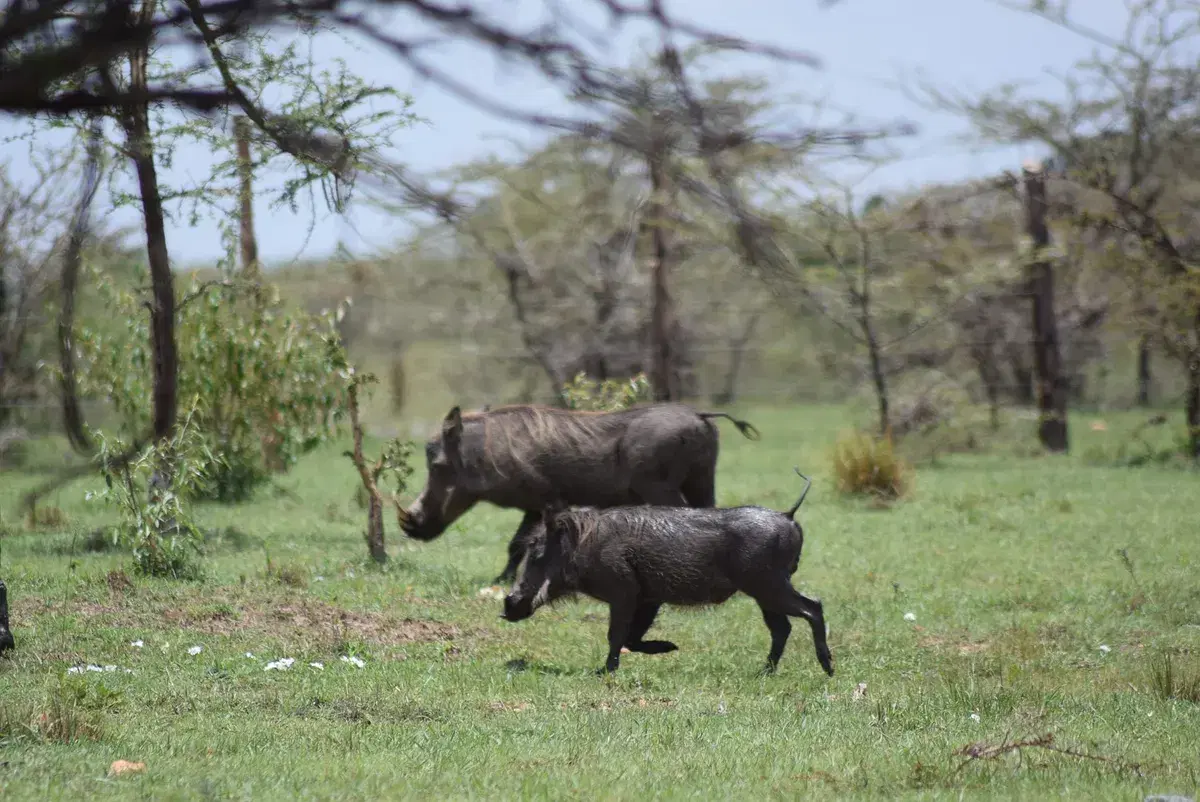 10 Essential Items You Need for Your Safari Adventure