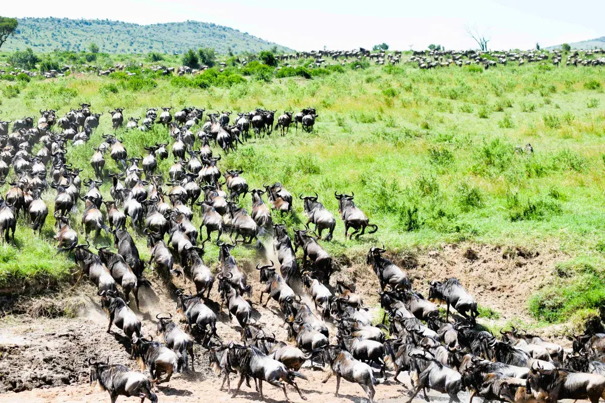 Witnessing the Great Wildebeest Migration in Maasai Mara