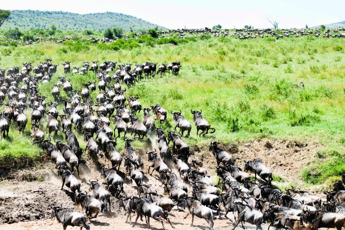 Witnessing the Great Wildebeest Migration